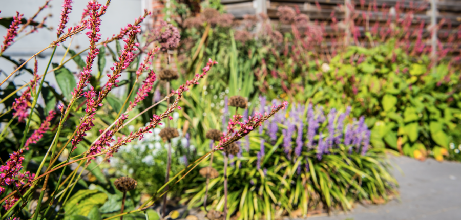 planten planten